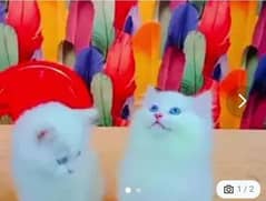 Persian cat for sale Mel aur female my WhatsApp 0323=00=97=122