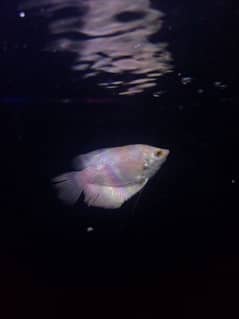 gourami / parrot