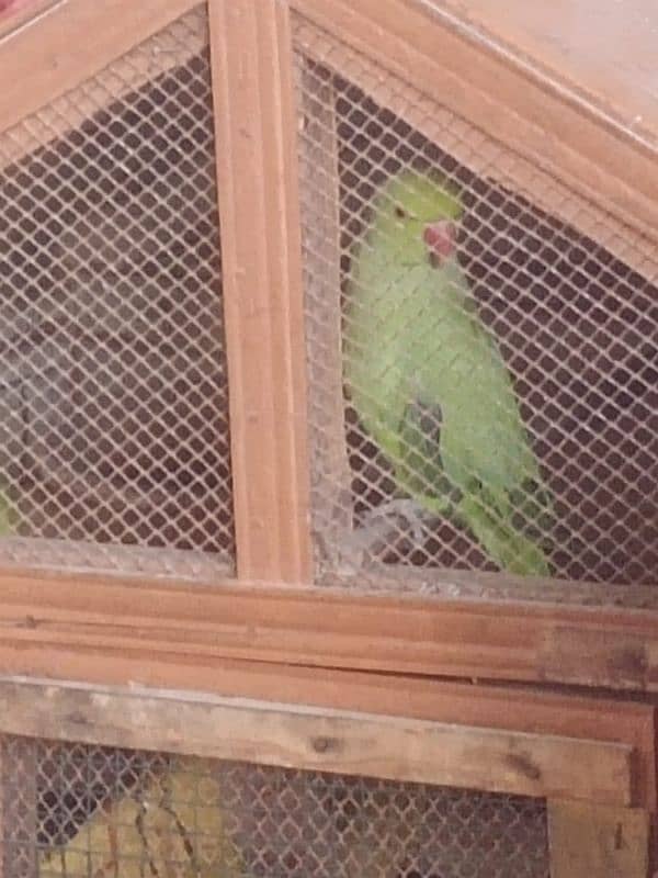 Ringneck Green parrot Male 1