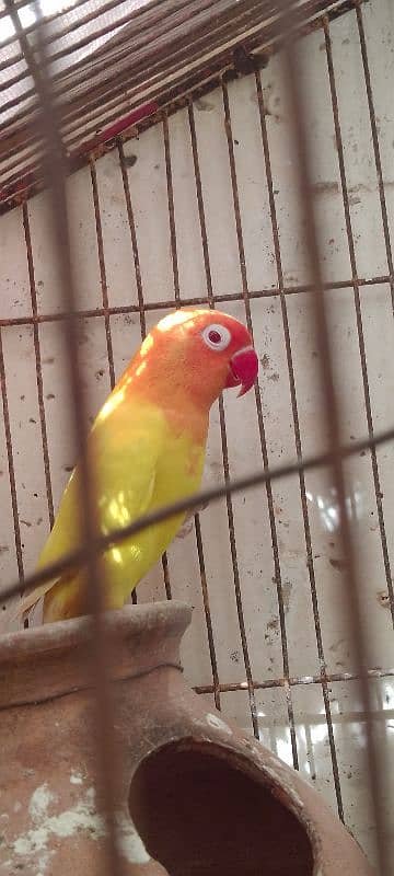 decino male lotino fisheri red eye,common lotino red eye breeder pair 3