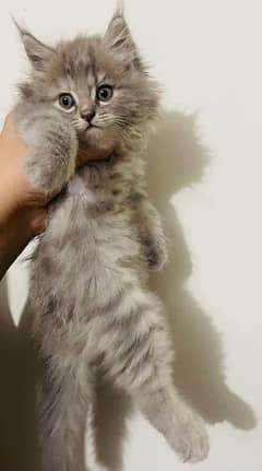 IMPORTED QUALITY PERSIAN KITTENS AVAILABLE 03207679060 WHSTTAAPP