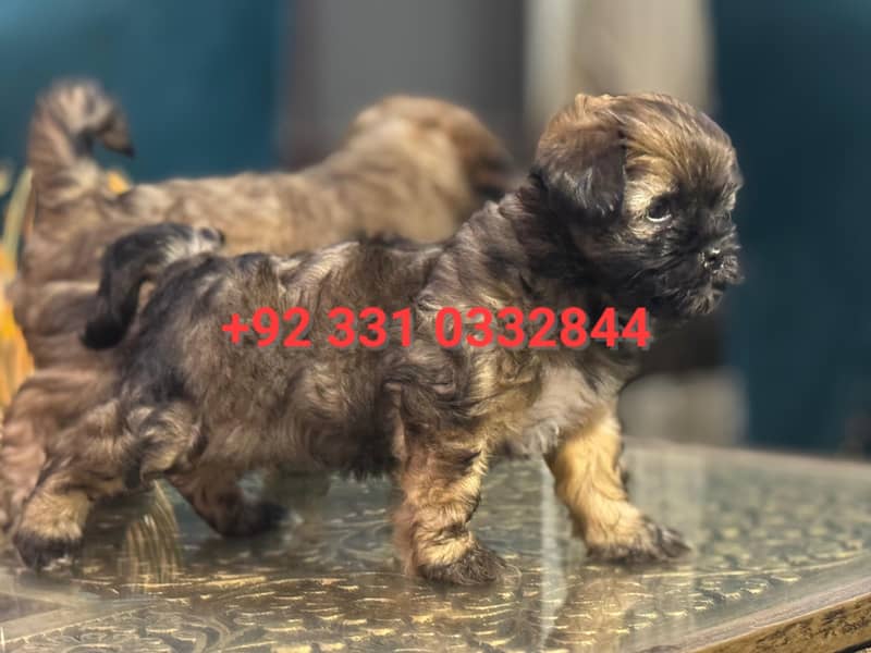 Shih Tzu Female Puppies – Adorable & Ready for Their New Homes! 0