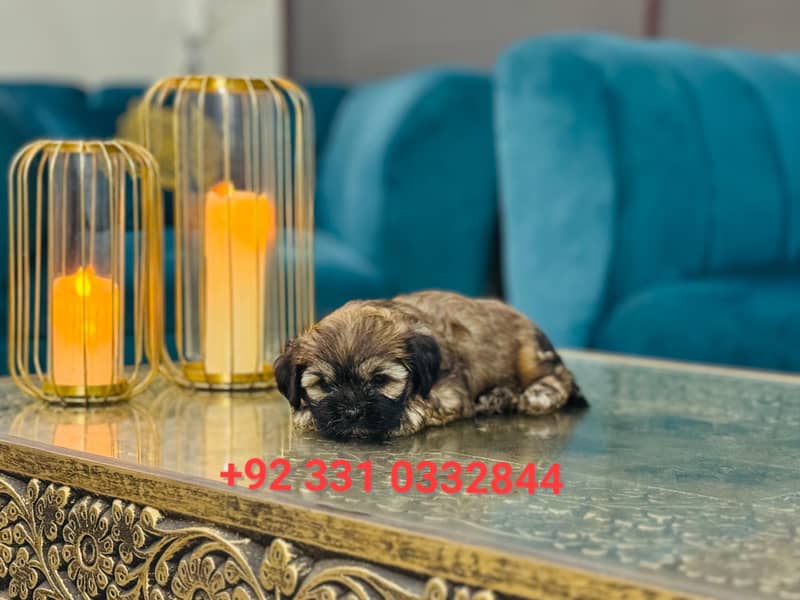 Shih Tzu Female Puppies – Adorable & Ready for Their New Homes! 1