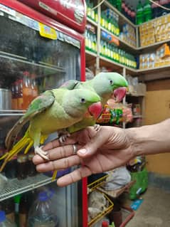 Beautiful home breed Alexander parrot