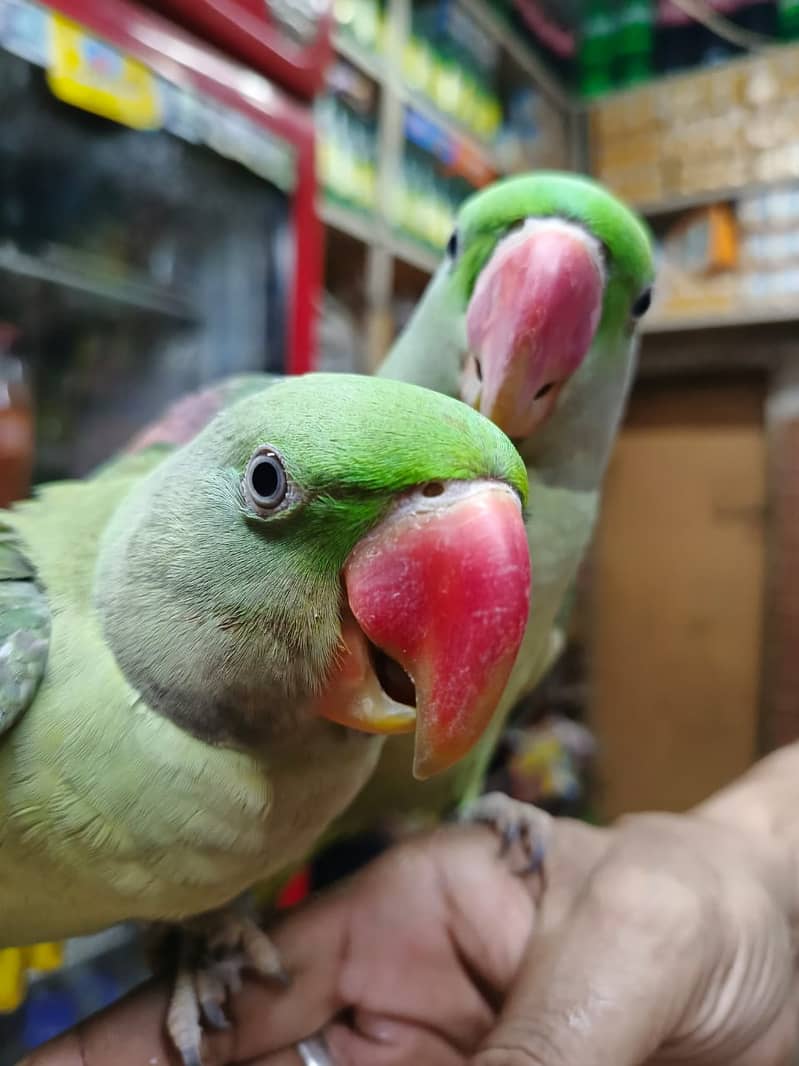 Beautiful home breed Alexander parrot 1