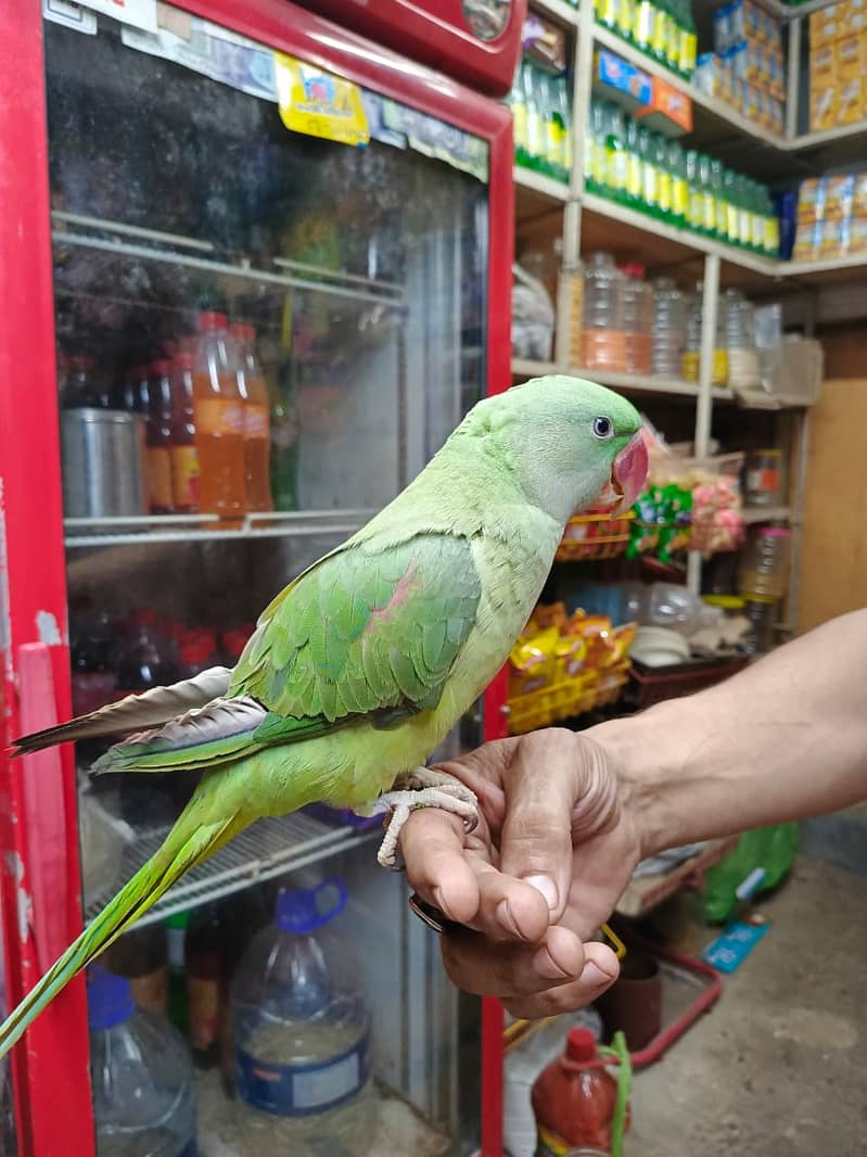 Beautiful home breed Alexander parrot 4