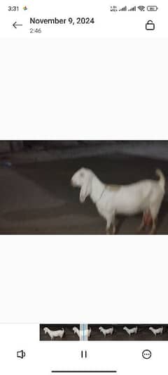 2 bakri.  aor do bacha.  bakri ka