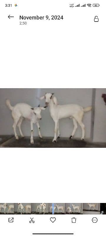 2 bakri.  aor do bacha.  bakri ka 2