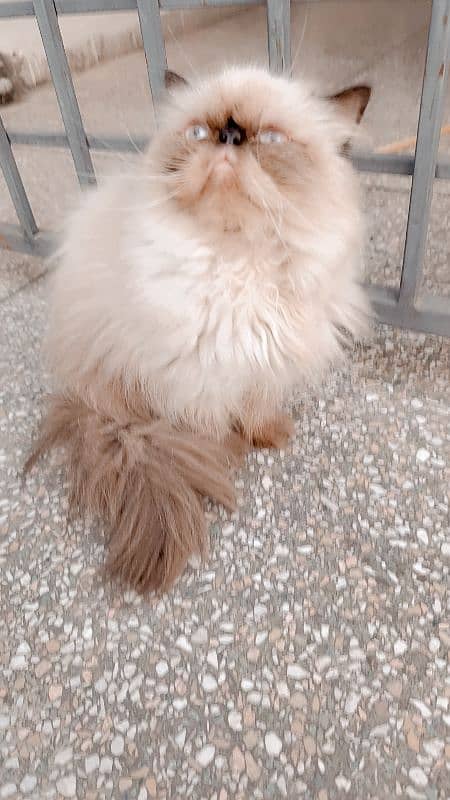 high quality peke faced CFA blood line cats 4