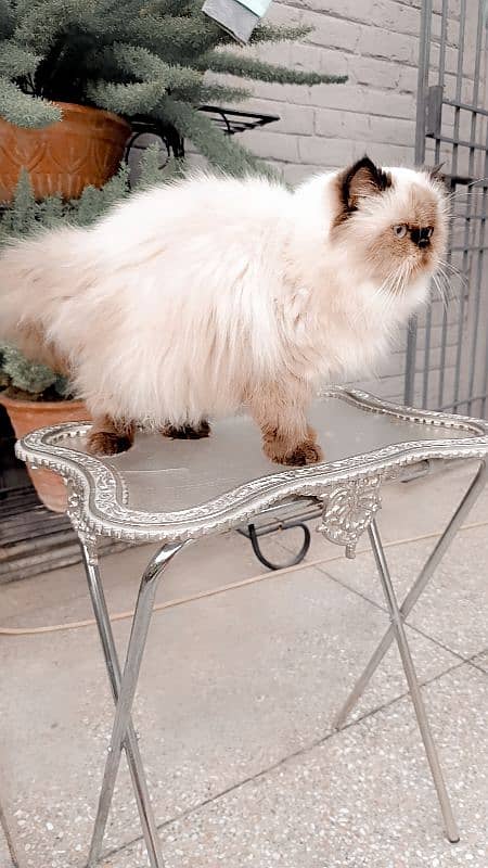 high quality peke faced CFA blood line cats 6