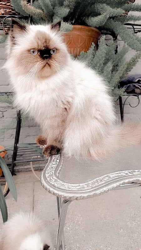 high quality peke faced CFA blood line cats 7