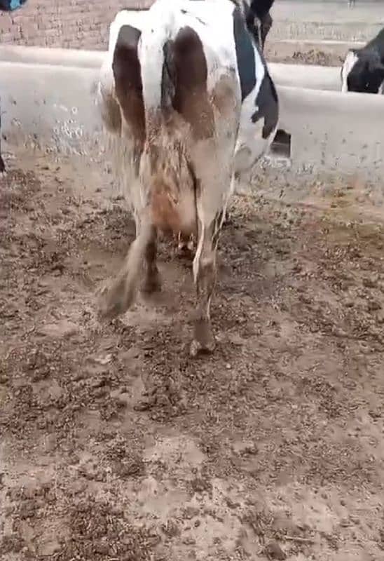 2 cows 3