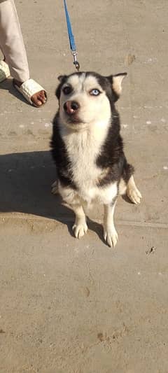 Siberian husky non pedigree in odd eyes