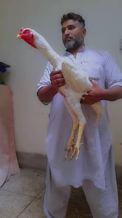 imported aseel shamo chick's