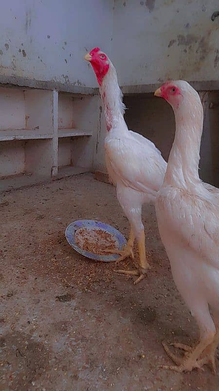 imported aseel shamo chick's 3