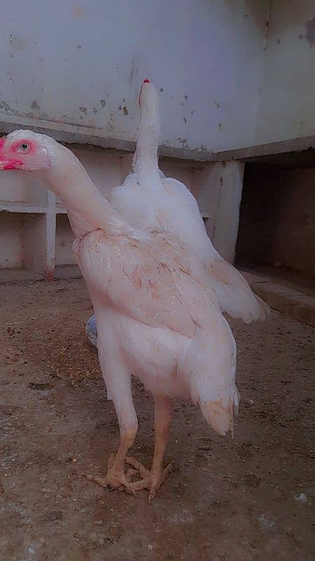 imported aseel shamo chick's 4