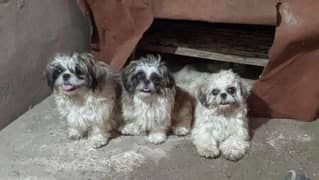 SHIHTZU NON PEDIGREE PUPPIES FOR NEW HOME