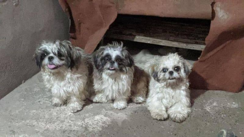 SHIHTZU NON PEDIGREE PUPPIES FOR NEW HOME 0