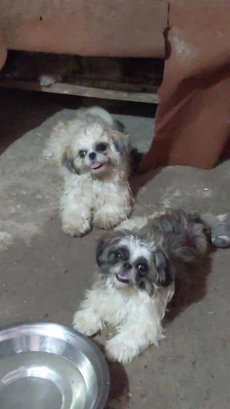 SHIHTZU NON PEDIGREE PUPPIES FOR NEW HOME 1