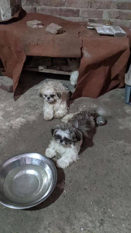 SHIHTZU NON PEDIGREE PUPPIES FOR NEW HOME 6