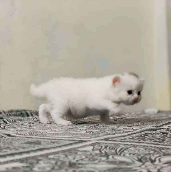 persian kitten 3