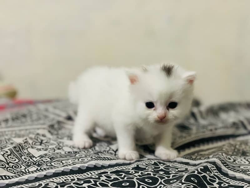 persian kitten 5