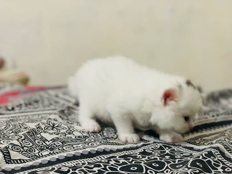 persian kitten 8