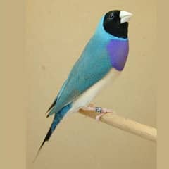 gouldian finch