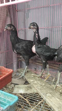 Thai Aseel Neck Locker Chicks