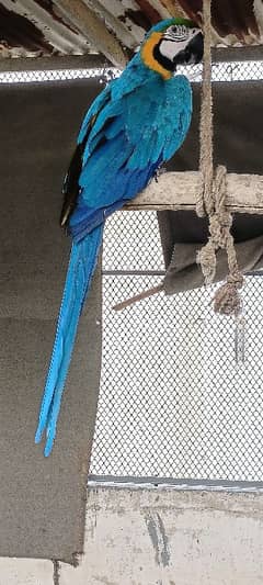 Blue and Gold Macaw