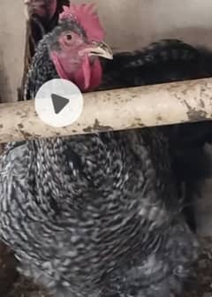 Australorp cross , Misri, Coco Heavy Buff Males