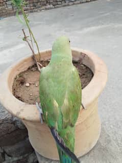 Green nick parrot for sale. . . .