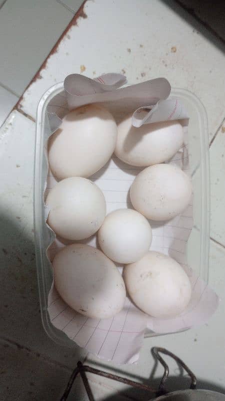 FERTILE DUCK EGG AVAILABLE 1