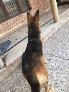 Long coat gsd young female