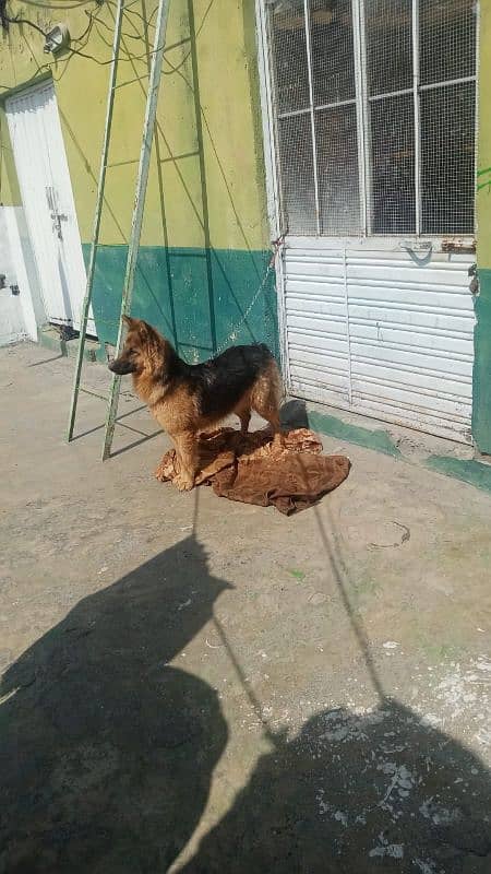 Long coat gsd young female 1