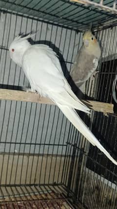 Cockatiel