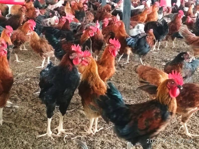 Golden Mishri Desi Hens 0