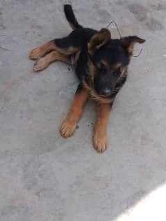 German shepherd dog for sale 0321/720/1763