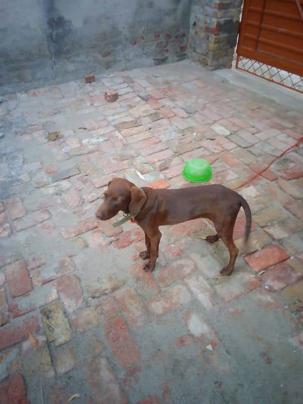 beautiful pointer dog for sale 2