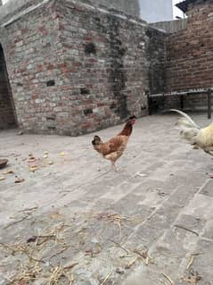 Desi hen for sale