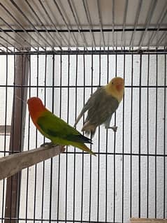 love birds Albino