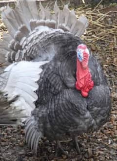 lavender blue slate turkey bird  turkey breeder dark colour jumbo size