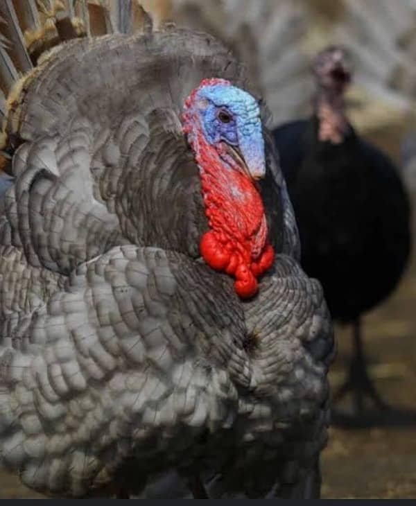 lavender blue slate turkey bird  turkey breeder dark colour jumbo size 1