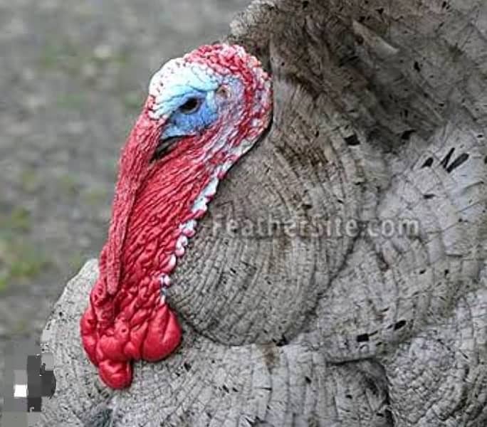 lavender blue slate turkey bird  turkey breeder dark colour jumbo size 2