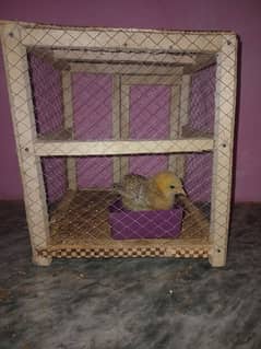 Desi chick with cage (only cage bhi sale keliye he)