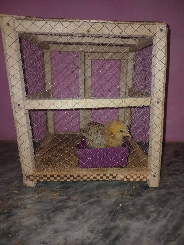 Desi chick with cage (only cage bhi sale keliye he) 0