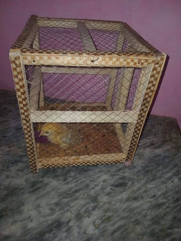 Desi chick with cage (only cage bhi sale keliye he) 1