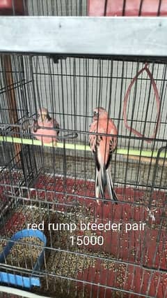 parrots for sale