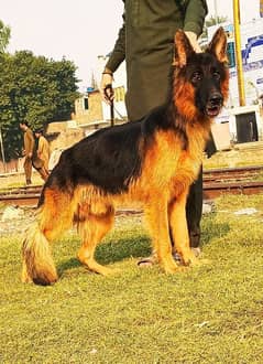 German shepherd proper long coat male for sale available