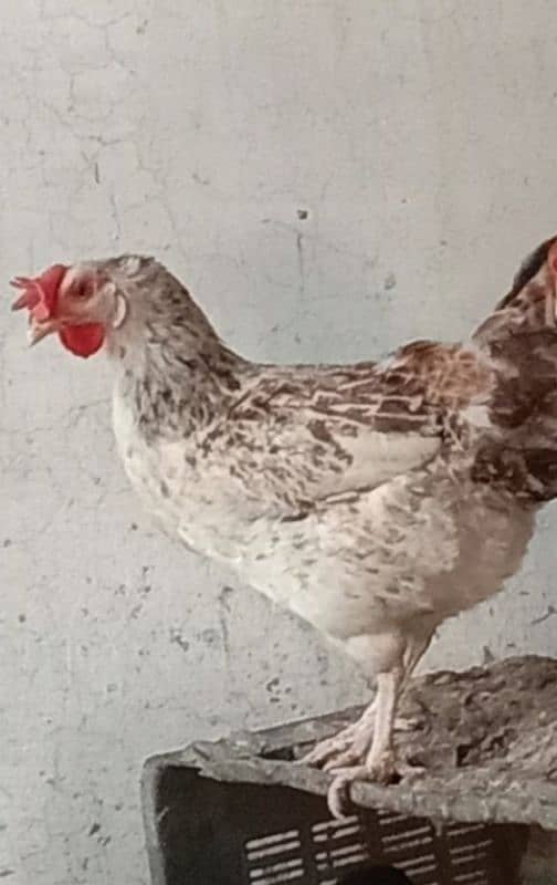 Pure Dessi Murghian|Eggs laying Hens|Golden Murghian 0